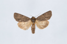 Acronicta rumicis