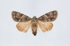 Acronicta rumicis