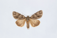 Acronicta rumicis