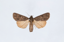 Acronicta rumicis