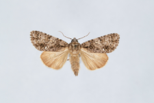 Acronicta rumicis