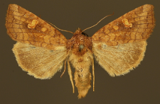 Amphipoea oculea (Linnaeus, 1761)