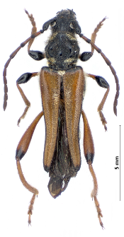 Stenopterus rufus (Linnaeus, 1767)