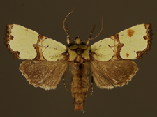 Staurophora celsia (Linnaeus, 1758)