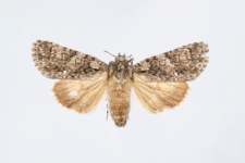 Acronicta rumicis