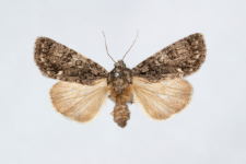 Acronicta rumicis