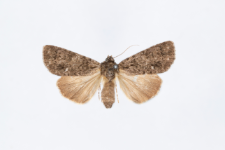 Acronicta rumicis