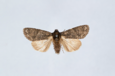 Acronicta rumicis