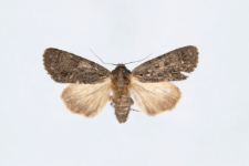 Acronicta rumicis