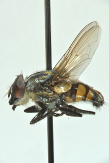 Stomorhina lunata (Fabricius, 1805)