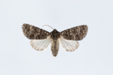 Acronicta megacephala