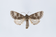 Acronicta megacephala