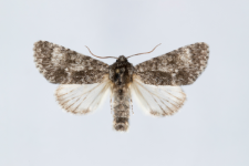 Acronicta megacephala