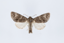 Acronicta megacephala