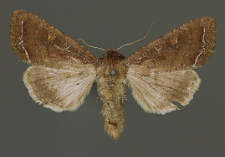 Lacanobia oleracea (Linnaeus, 1758)