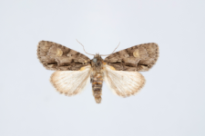 Acronicta srigosa