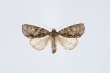 Acronicta srigosa