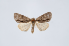 Acronicta srigosa