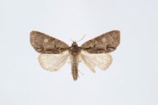 Acronicta srigosa