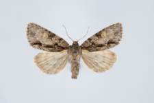 Acronicta srigosa