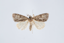 Acronicta srigosa