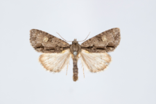 Acronicta srigosa