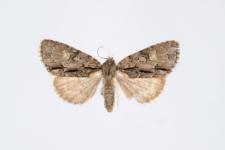 Acronicta srigosa