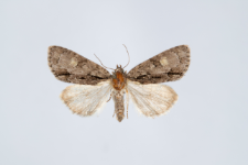 Acronicta srigosa