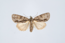 Acronicta srigosa