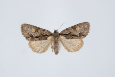 Acronicta srigosa