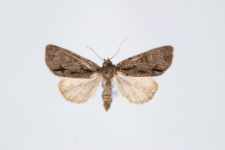 Acronicta srigosa