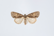 Acronicta srigosa