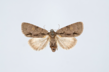 Acronicta srigosa