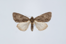 Acronicta srigosa