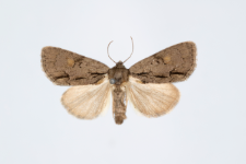 Acronicta srigosa