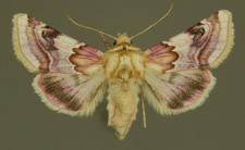 Periphanes delphinii (Linnaeus, 1758)