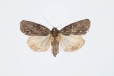 Bryophila raptricula