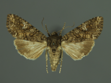 Mamestra brassicae (Linnaeus, 1758)