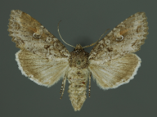 Polia bombycina (Hufnagel, 1766)