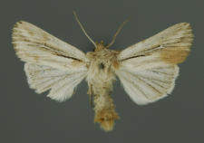 Leucania comma (Linnaeus, 1761)