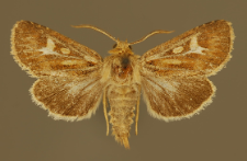 Cerapteryx graminis (Linnaeus, 1758)