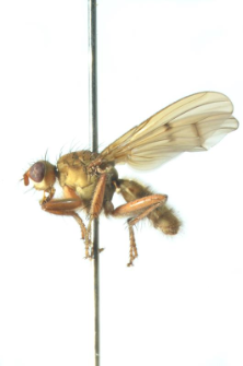 Scathophaga furcata (Say, 1823)