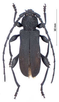 Ropalopus clavipes (Fabricius, 1775)