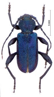 Callidium violaceum (Fabricius, 1775)