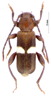 Phymatodes fasciatum (Villers, 1789)