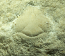 Tanidromites alexandrae