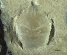 Goniodromites kubai