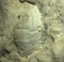 Goniodromites kubai