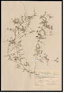 Vicia hirsuta (L.) S. F. Gray