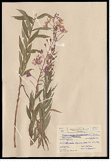 Chamaenerion angustifolium (L.) Scop.